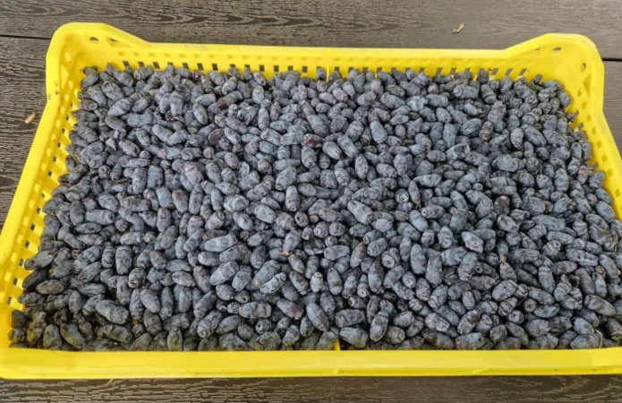 HASKAP - SIBIRSKE BOROVNICE !!! Ekološki uzgoj