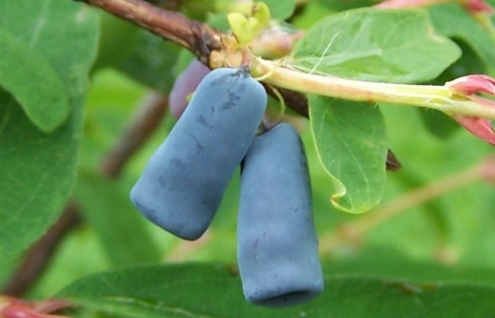 Sibirska borovnica - haskap